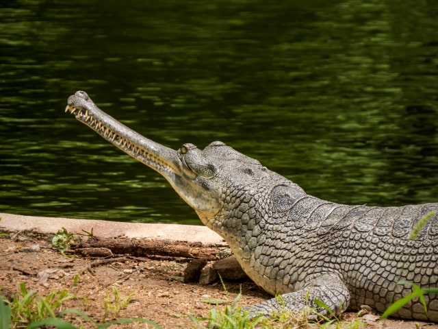 水辺のワニ