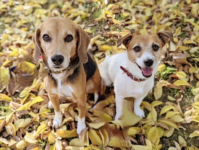 ジャックラッセルテリアとビーグル犬